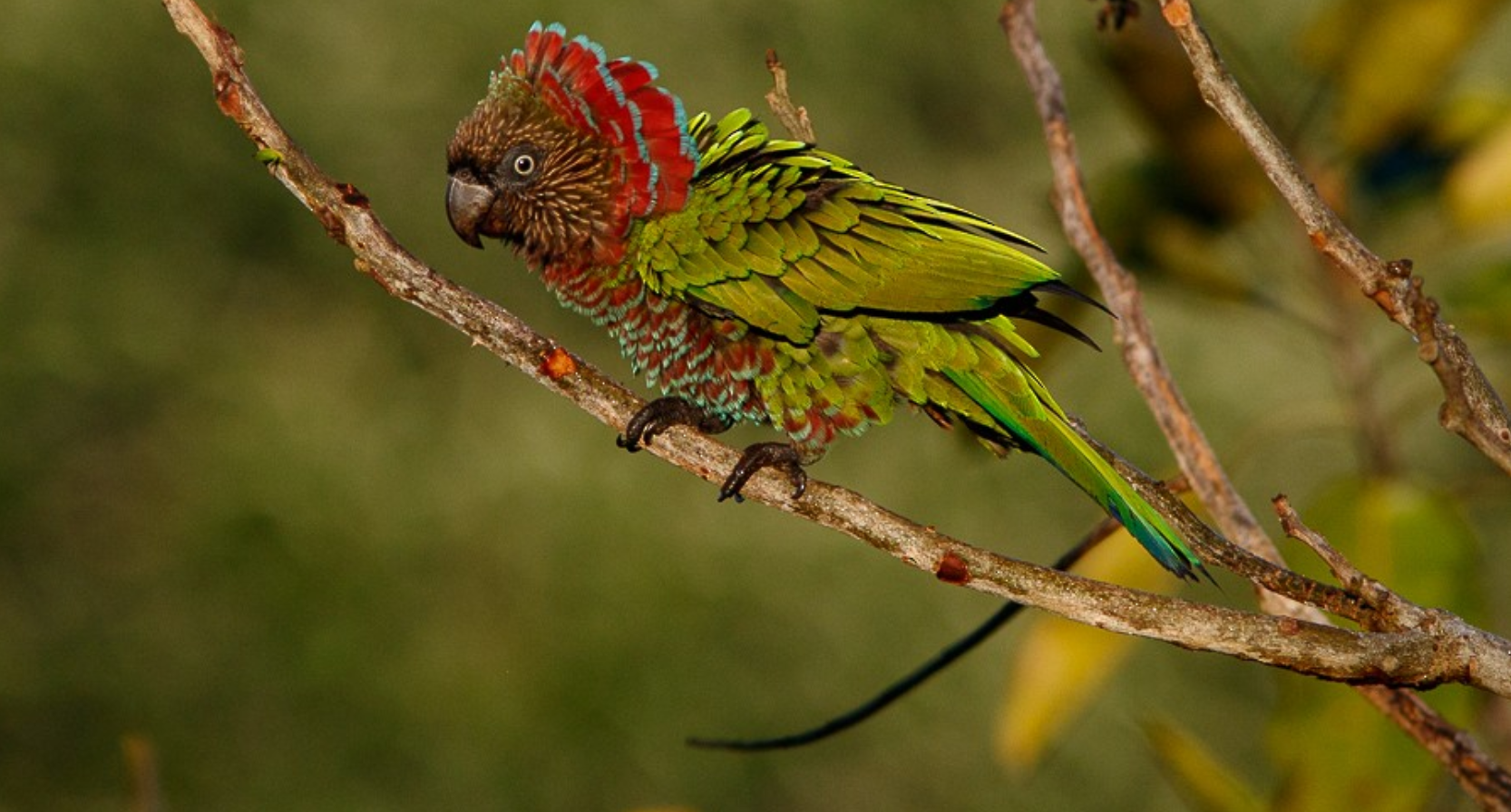 طوطی بازمانند (Deroptyus accipitrinus)