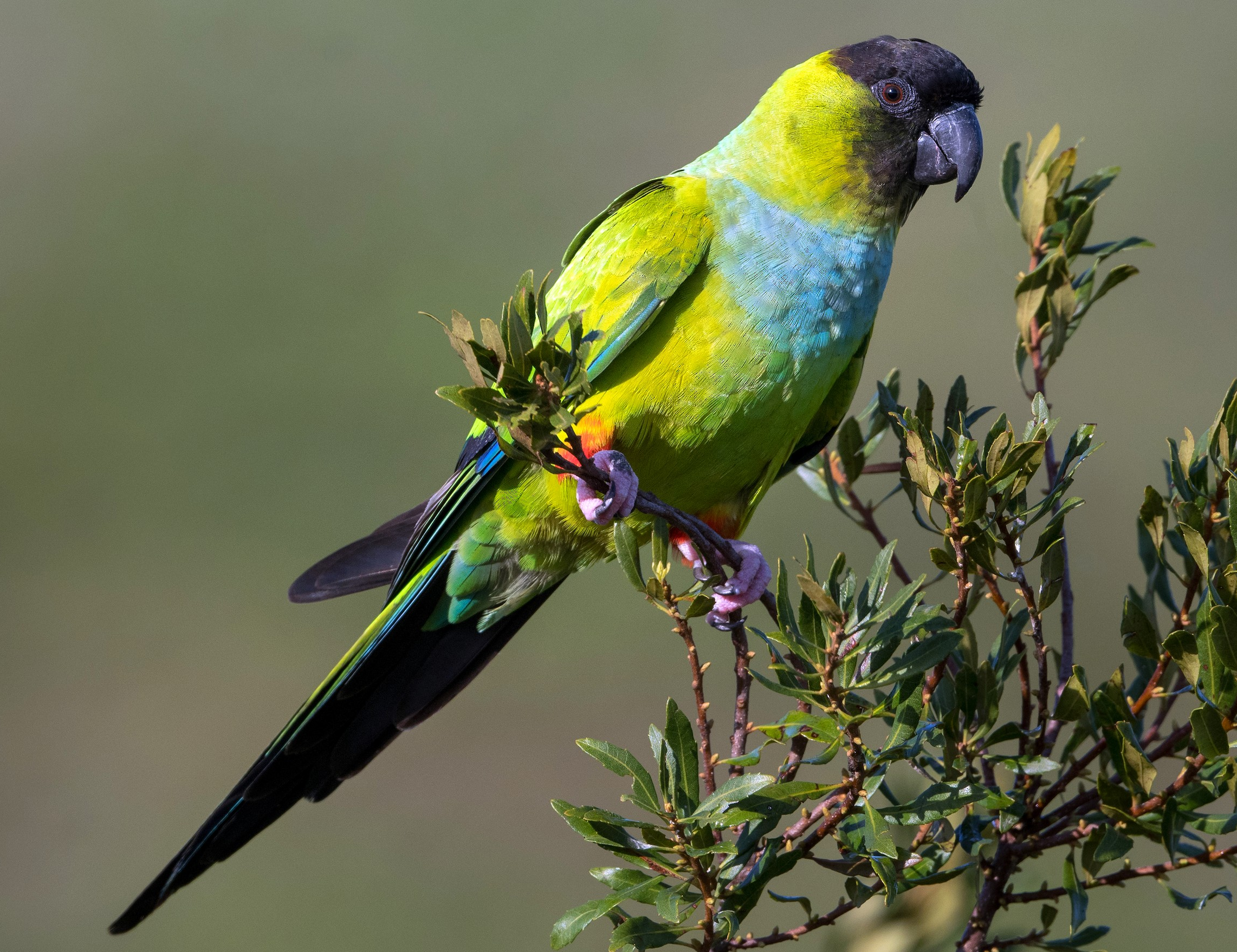 Nanday Parakeet با ظاهر منحصربهفرد، هوش بالا و شخصیت اجتماعی