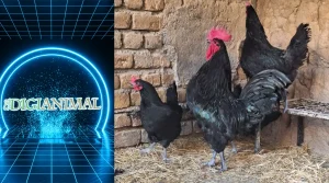 نژاد استرالوپ؛ رکورددار تخم‌گذاری جهان و غول مهربان سیاه | دیجی حیوانات
