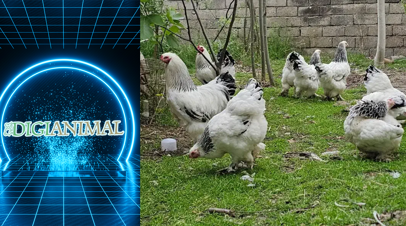 نژاد برهما (امپراتور)؛ غول مهربان دنیای ماکیان + راهنمای پرورش | دیجی حیوانات