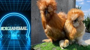 نژاد مرغ و خروس ابریشمی (Silkie)